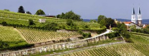 Weingut Kerbl Klosterneuburg, Heuriger