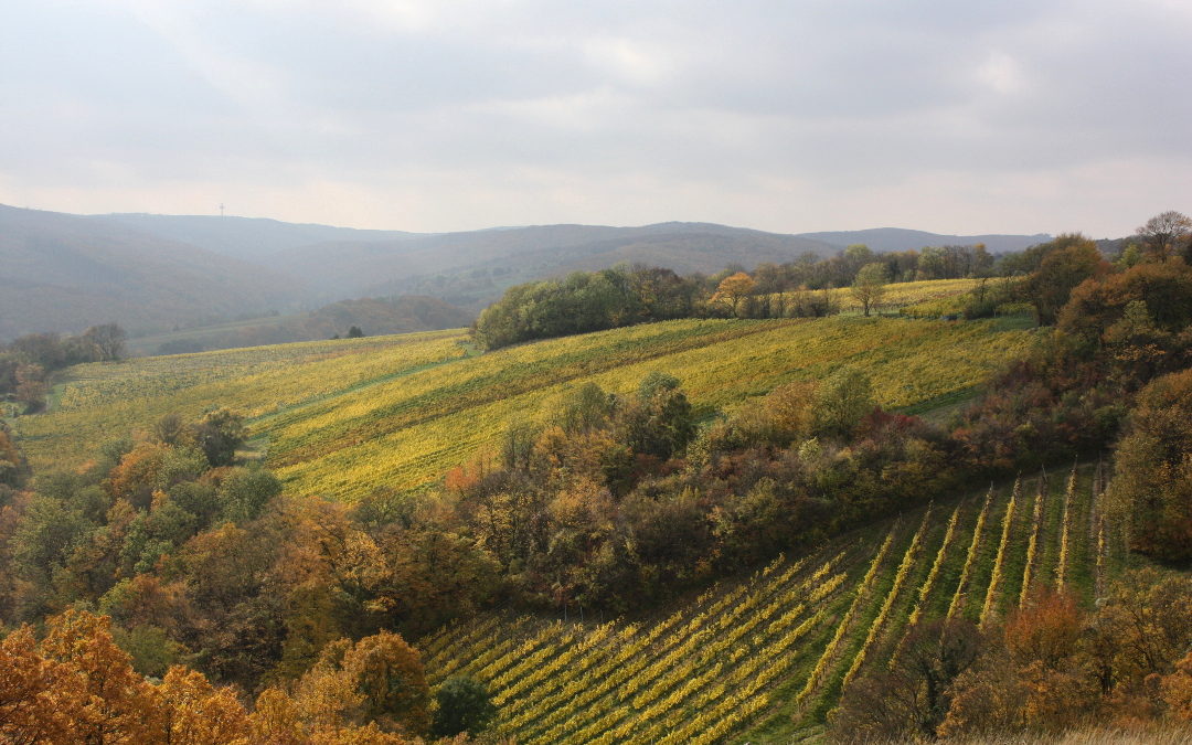 Sturm & herbstliche Schmankerl